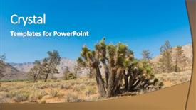 Presentation with trees - Audience pleasing presentation theme consisting of many joshua trees yucca brevifolia backdrop and a  colored foreground