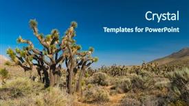  Presentation with tree sky trees green - Colorful theme enhanced with many joshua trees yucca brevifolia backdrop and a  colored foreground