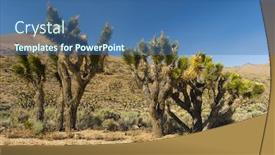  Presentation with trees - Amazing presentation design having many-joshua-trees-yucca-brevifolia backdrop and a ocean colored foreground