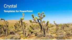 Presentation with panoramic - Presentation with many joshua trees yucca brevifolia background and a teal colored foreground
