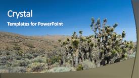  Presentation with tree of life growing - Audience pleasing theme consisting of many joshua trees yucca brevifolia backdrop and a  colored foreground