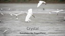  Presentation with birds flying - Slide deck enhanced with many-little-egret-birds-flying background and a light gray colored foreground
