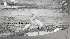 Presentation with swamp - Presentation design featuring many-little-egret-birds background and a light gray colored foreground