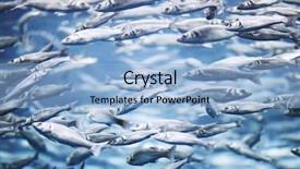  Presentation with salmon fish - PPT layouts having many mackerel fish underwater view background and a light blue colored foreground