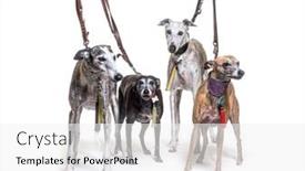  Presentation with old dog - Colorful slide deck enhanced with many-old-galgo-espanol-dog backdrop and a  colored foreground