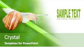  Presentation with snail - PPT theme consisting of many people around the world background and a  colored foreground