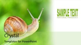  Presentation with protein - Presentation theme enhanced with many people around the world background and a  colored foreground