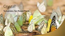  Presentation with water park - PPT theme featuring many-pieridae-butterflies-gathering-water background and a coral colored foreground