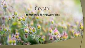  Presentation with morning sunrise - Presentation theme featuring many-pink-meadow-wild-flowers background and a soft green colored foreground