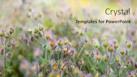  Presentation with morning sunrise - Cool new slide set with many-pink-meadow-wild-flowers backdrop and a soft green colored foreground