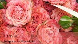  Presentation with pink roses - PPT layouts featuring many-pink-roses background and a coral colored foreground