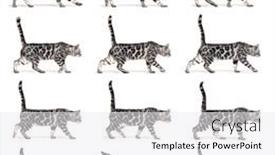  Presentation with walking cat - Theme having many-position-of-a-silver background and a white colored foreground