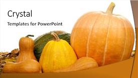  Presentation with shapes - Audience pleasing presentation theme consisting of many pumpkins of different shapes and sizes surrounded by leaves on white background backdrop and a white colored foreground