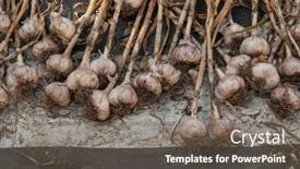  Presentation with rich purple - PPT theme enhanced with many-purple-garlic-dries background and a gray colored foreground