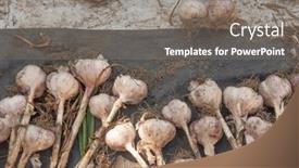  Presentation with rich purple - PPT layouts with many-purple-garlic-dries background and a gray colored foreground