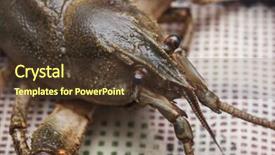  Presentation with cancer of the genes - PPT theme having many raw cancer on tabletop background and a  colored foreground