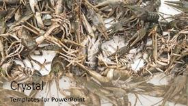  Presentation with free lung cancer - Theme featuring many raw cancer on tabletop background and a  colored foreground