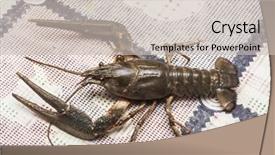  Presentation with pathology prostatic cancer - Cool new PPT theme with many raw cancer on tabletop backdrop and a  colored foreground