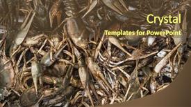  Presentation with cancer - Colorful PPT layouts enhanced with many raw cancer on tabletop backdrop and a  colored foreground