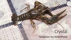  Presentation with cancer ovary - Audience pleasing theme consisting of many raw cancer on tabletop backdrop and a  colored foreground