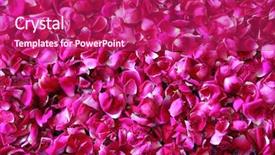  Presentation with red - Cool new slides with many red rose petals background backdrop and a violet colored foreground