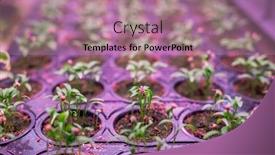  Presentation with greenhouse - Amazing PPT layouts having many-rows-of-green-growing backdrop and a coral colored foreground