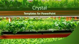  Presentation with greenhouse farm - Theme having many-rows-of-green-seedlings background and a forest green colored foreground