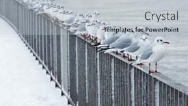  Presentation with railing - Amazing presentation design having many-seagulls-sit backdrop and a light gray colored foreground