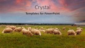  Presentation with grazing - Cool new slide deck with many-sheeps-grazing backdrop and a coral colored foreground