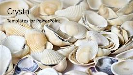  Presentation with shells - Colorful PPT layouts enhanced with many shells on background backdrop and a soft green colored foreground