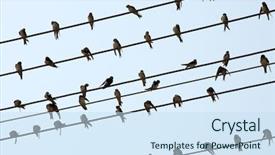  Presentation with electric wires - Theme enhanced with many small birds waiting background and a sky blue colored foreground