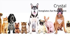  Presentation with dogs cats - Audience pleasing slides consisting of many small groups - group of sitting cats backdrop and a lemonade colored foreground