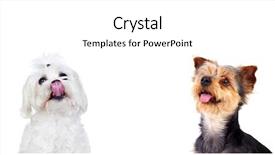  Presentation with dogs - Beautiful PPT layouts featuring many small groups - two different dogs looking up backdrop and a white colored foreground