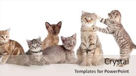  Presentation with cats - PPT theme featuring many small groups - various cats group isolated background and a coral colored foreground