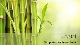  Presentation with bamboo - Amazing slide set having leaves on green background backdrop and a yellow colored foreground