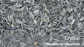  Presentation with sunflower - Audience pleasing PPT theme consisting of many sunflower seeds backdrop and a gray colored foreground