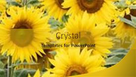  Presentation with sunflowers - Cool new slide deck with many-sunflowers-on-a-field backdrop and a gold colored foreground