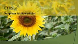  Presentation with sunflowers - Presentation theme consisting of many-sunflowers-on-a-field background and a gold colored foreground