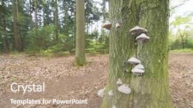  Presentation with fungus - PPT theme featuring many tinder fungus on tree background and a coral colored foreground
