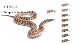  Presentation with gif - Presentation theme having many-variation-of-children-s background and a white colored foreground