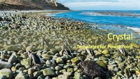  Presentation with wild birds black capped chickadee - PPT theme enhanced with many wild magellanic penguins spheniscus background and a violet colored foreground