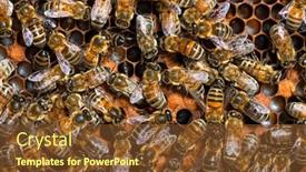  Presentation with larvae - PPT theme with many-workers-bees-seen background and a tawny brown colored foreground