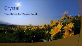  Presentation with blue yellow - PPT theme enhanced with many-yellow-wild-flowers-wildflowers background and a light blue colored foreground
