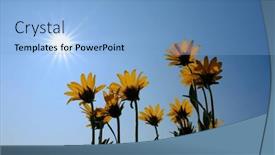  Presentation with sky sun - Slide deck enhanced with many-yellow-wild-flowers-wildflowers background and a light blue colored foreground