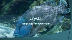  Presentation with fish - Slides consisting of maori - humphead wrasse cheilinus undulatus also background and a ocean colored foreground