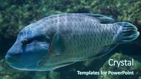  Presentation with war history napoleon - Colorful theme enhanced with maori - humphead wrasse cheilinus undulatus also backdrop and a ocean colored foreground