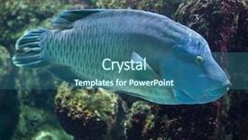  Presentation with fish - Beautiful slide deck featuring maori - humphead wrasse cheilinus undulatus also backdrop and a ocean colored foreground