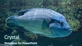  Presentation with maori - Cool new presentation theme with maori - humphead wrasse cheilinus undulatus also backdrop and a ocean colored foreground