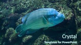  Presentation with fish - Presentation design enhanced with maori - humphead wrasse cheilinus undulatus also background and a navy blue colored foreground