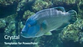  Presentation with maori - Cool new presentation theme with maori - humphead wrasse cheilinus undulatus also backdrop and a ocean colored foreground